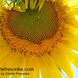 How to Disciple the Hurting—Part 1—Called Reflecting God's Glory