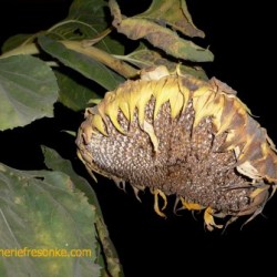 How to Disciple the Hurting—Part 3—Obey Dying Sunflower
