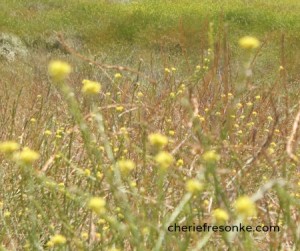 Fields of Mustard Weeds