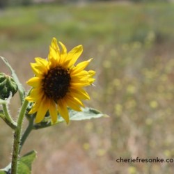 Sunflower Peeking Above the Mustard Weeds