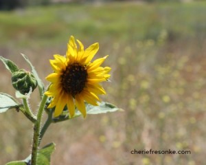 Sunflower Peeking Above the Mustard Weeds