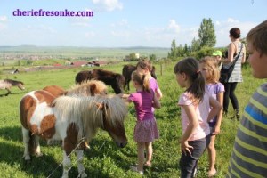 The Romanian countryside. We found these little ponies. The kids with us sure did love them.